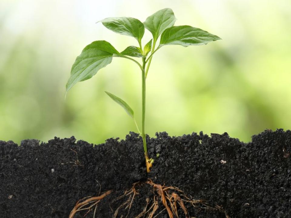 green shoot with leaves and roots in soil