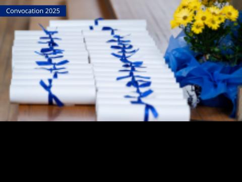 Convocation graduate certificates rolled and wrapped in blue ribbon on brown table next to pot of yellow flowers Convocation graduate certificates rolled and wrapped in blue ribbon on brown table next to pot of yellow flowers
