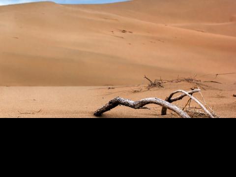 desert landscape with bare branches bottom right hand corner 