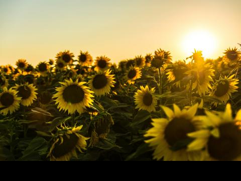 field of sunflowers at sunset Photo by Marko Blažević on Unsplash