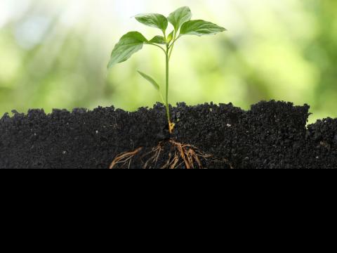 green shoot with leaves and roots in soil