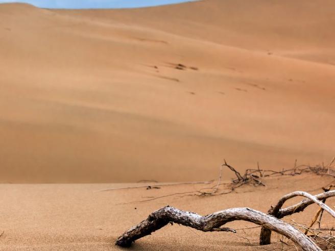 desert landscape with bare branches bottom right hand corner 