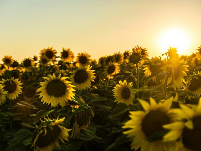 field of sunflowers at sunset Photo by Marko Blažević on Unsplash