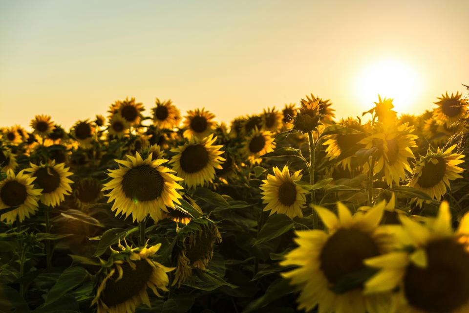 field of sunflowers at sunset Photo by Marko Blažević on Unsplash
