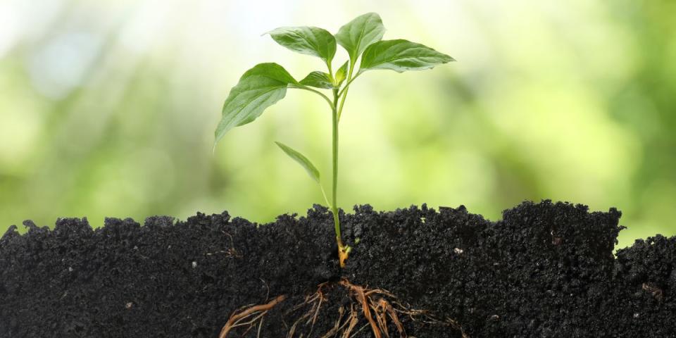 green shoot with leaves and roots in soil